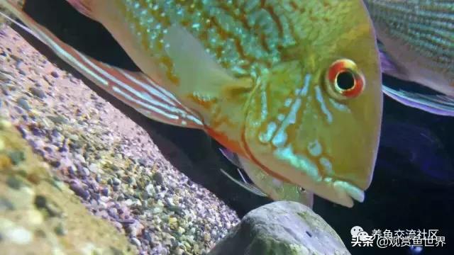 食土鲷一般多大尺寸,食土鲷哪个品种小一点