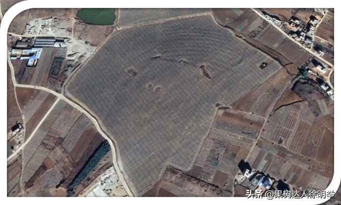 桃树栽植技术与管理,桃树起垄栽植的好处