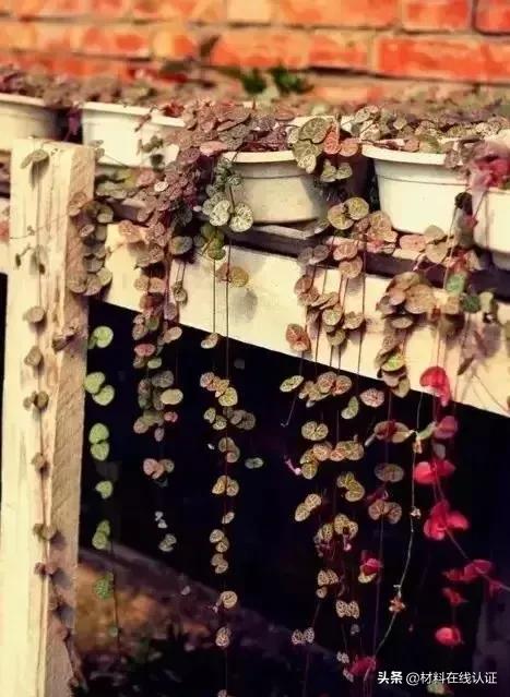 植物窗帘效果图大全,植物窗帘图案