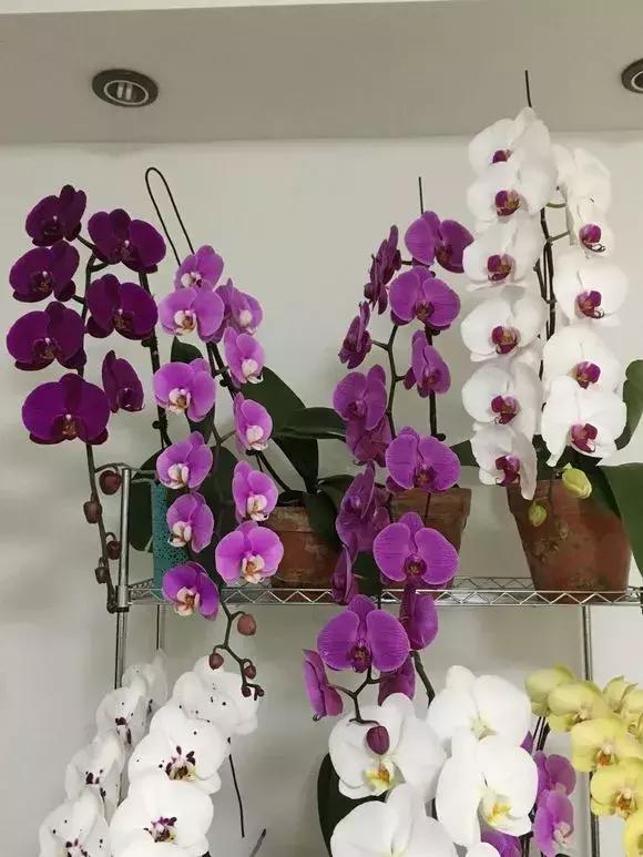 养蝴蝶兰花用营养土可以吗,养蝴蝶兰用苔藓还需要土吗