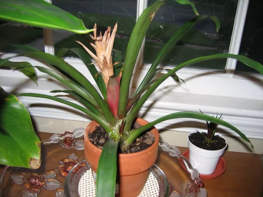 观赏凤梨催花方法,观赏凤梨可以采用播种的繁殖方法