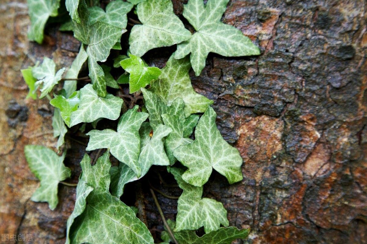 园林人需要知道的85个花卉知识,园林花卉的种类及图片