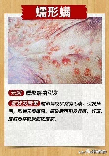 皮肤病狗狗的症状,皮肤病治疗狗狗