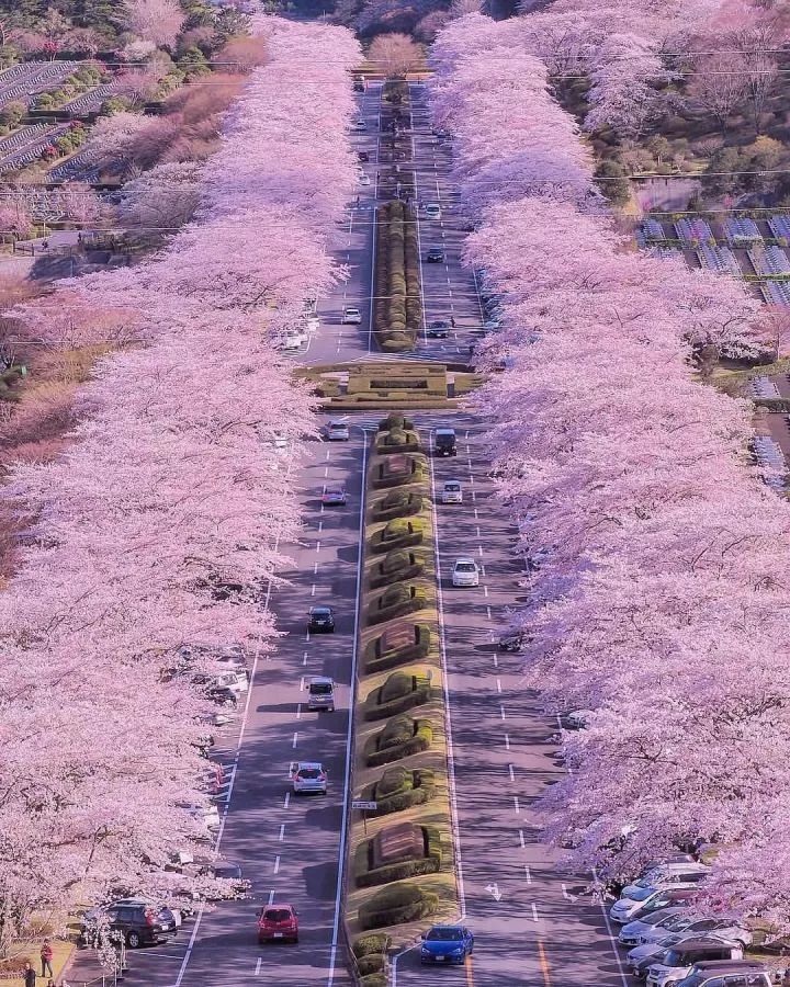 城市中难得的田园风景,城市难得一见的视频