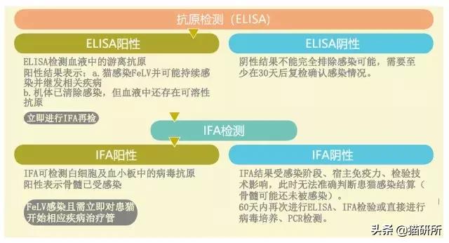 猫白血病病毒（FeLV）感染≠猫白血病≠安乐死