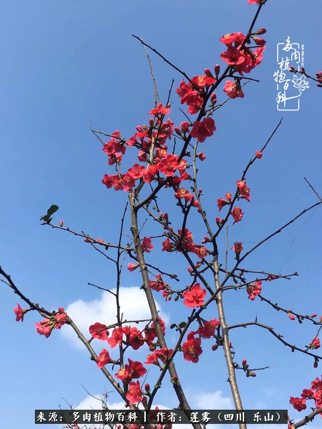 治愈系多肉精灵,初冬携一抹暖阳与多肉相伴