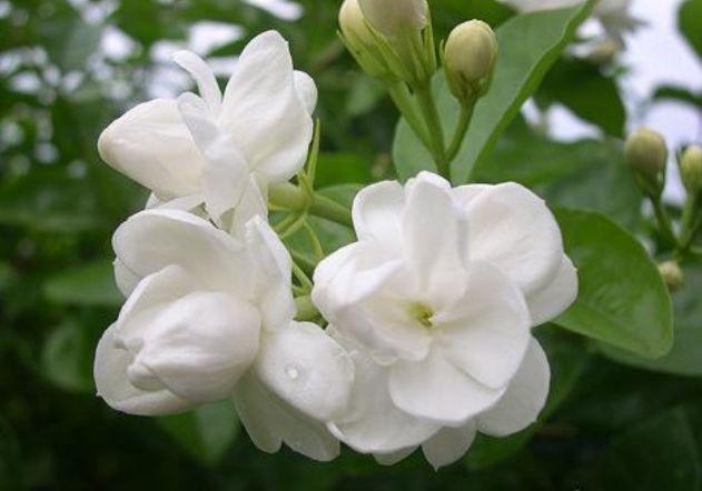 6种花室内不要养对身体伤害极大,吸甲醛最好的10种花