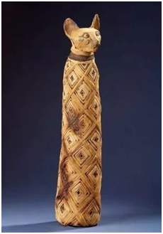 中国的家猫的起源地在哪,猫起源于哪个地方