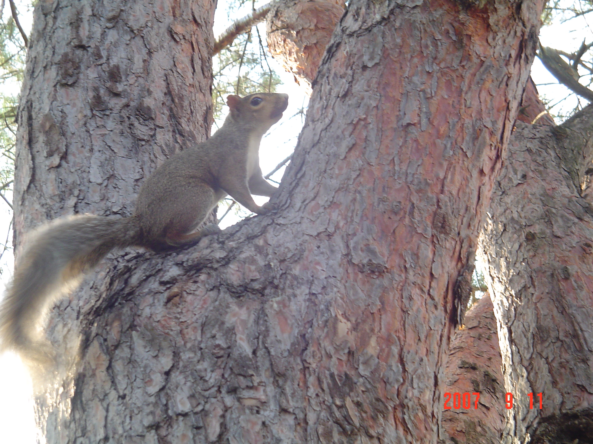 我的“大尾巴”,你在异国他乡还好吗?