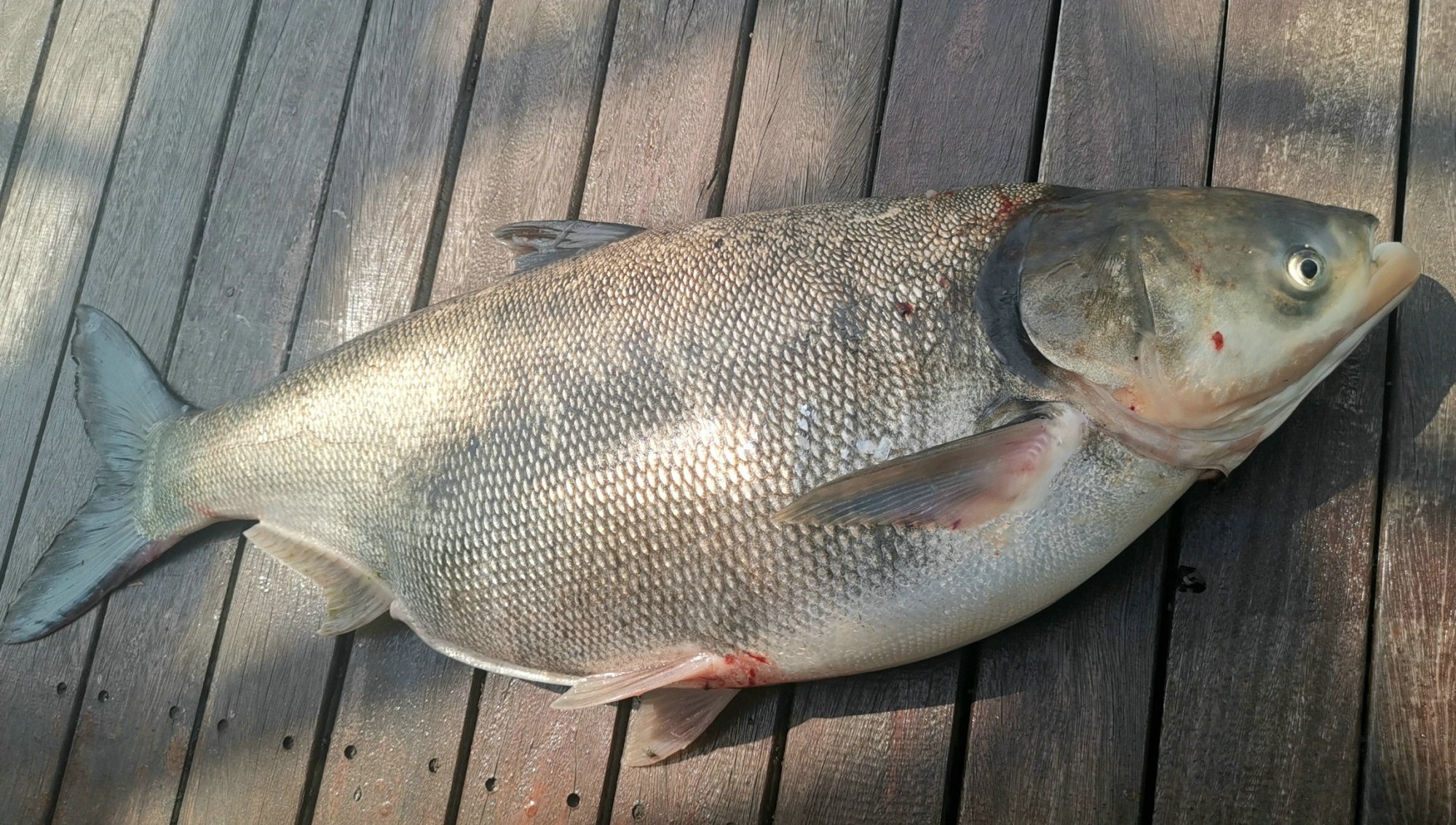 楸肩帇琚挀楸奸珮鎵嬮挀涓婃潵,楸肩帇琚汉閽撹蛋鍚庣画