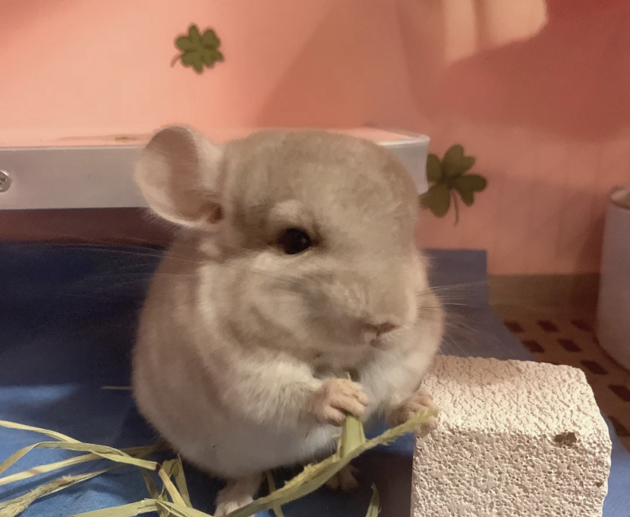 从出生到现在饲养龙猫的所有过程,龙猫的饲养方法及注意事项