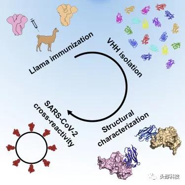 羊驼体内有新冠抗体是真的吗,羊驼真的可以抗击新冠病毒吗