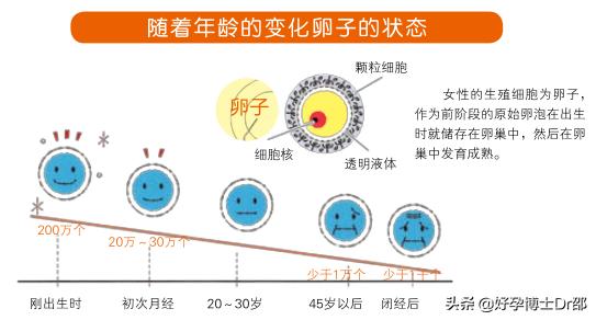 怎样的卵子是优质卵子,什么样的卵子最好的