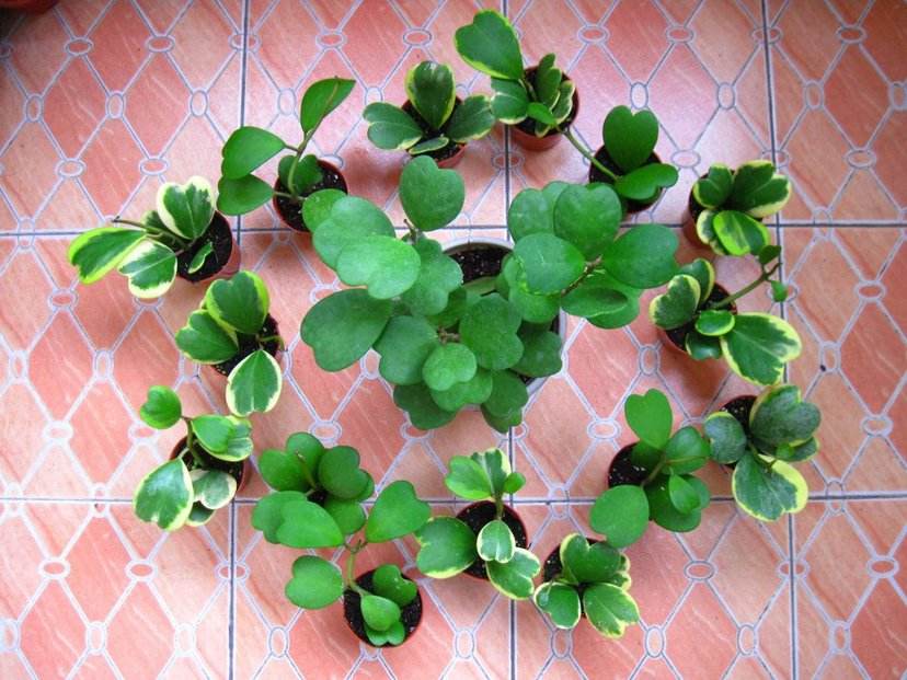 散发清香的易养花卉植物,观叶植物盆栽大全图