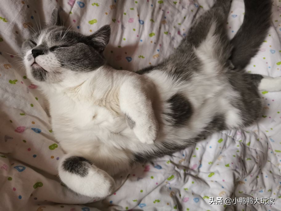 听说猫进入发情期后会到处撒尿，我家的猫还要养下去吗？