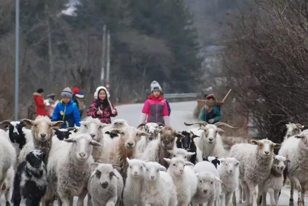 假期带娃去哪儿？成都这些校长老师们的目的地了解一下