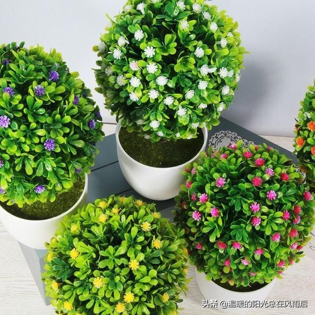 小植物该怎么养才好养活,养花新手都养不死的植物