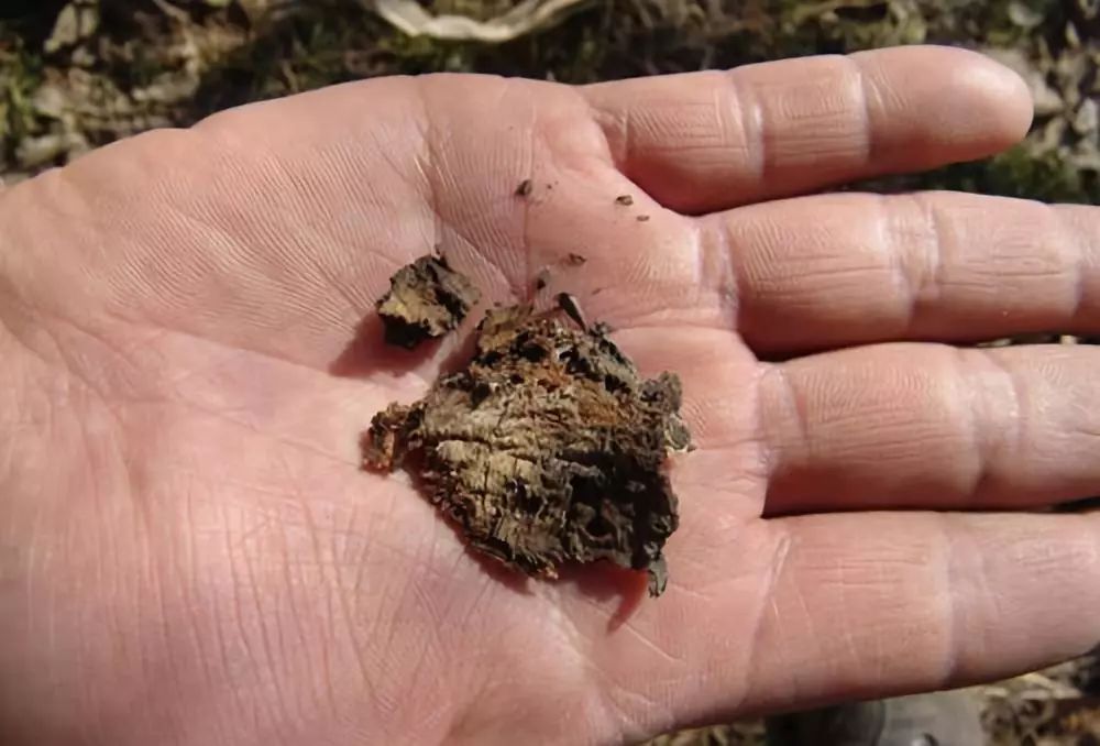 果树保花保果及病虫害防治用药,防治果树病虫害什么时候打药最好