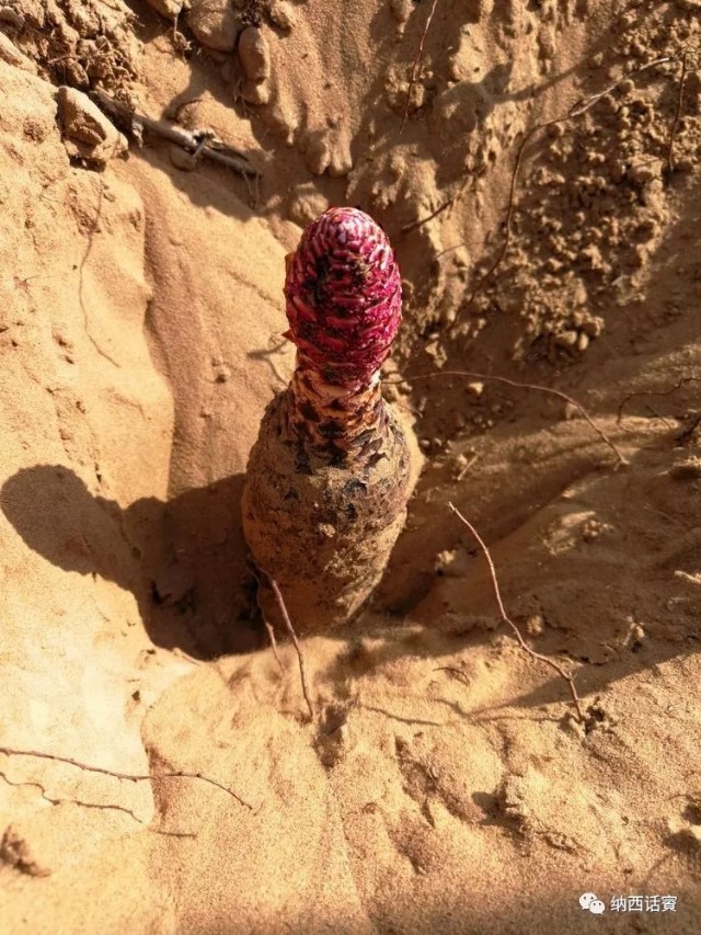 叶紫被雷劈穿越到异界,关于叶紫的穿越小说