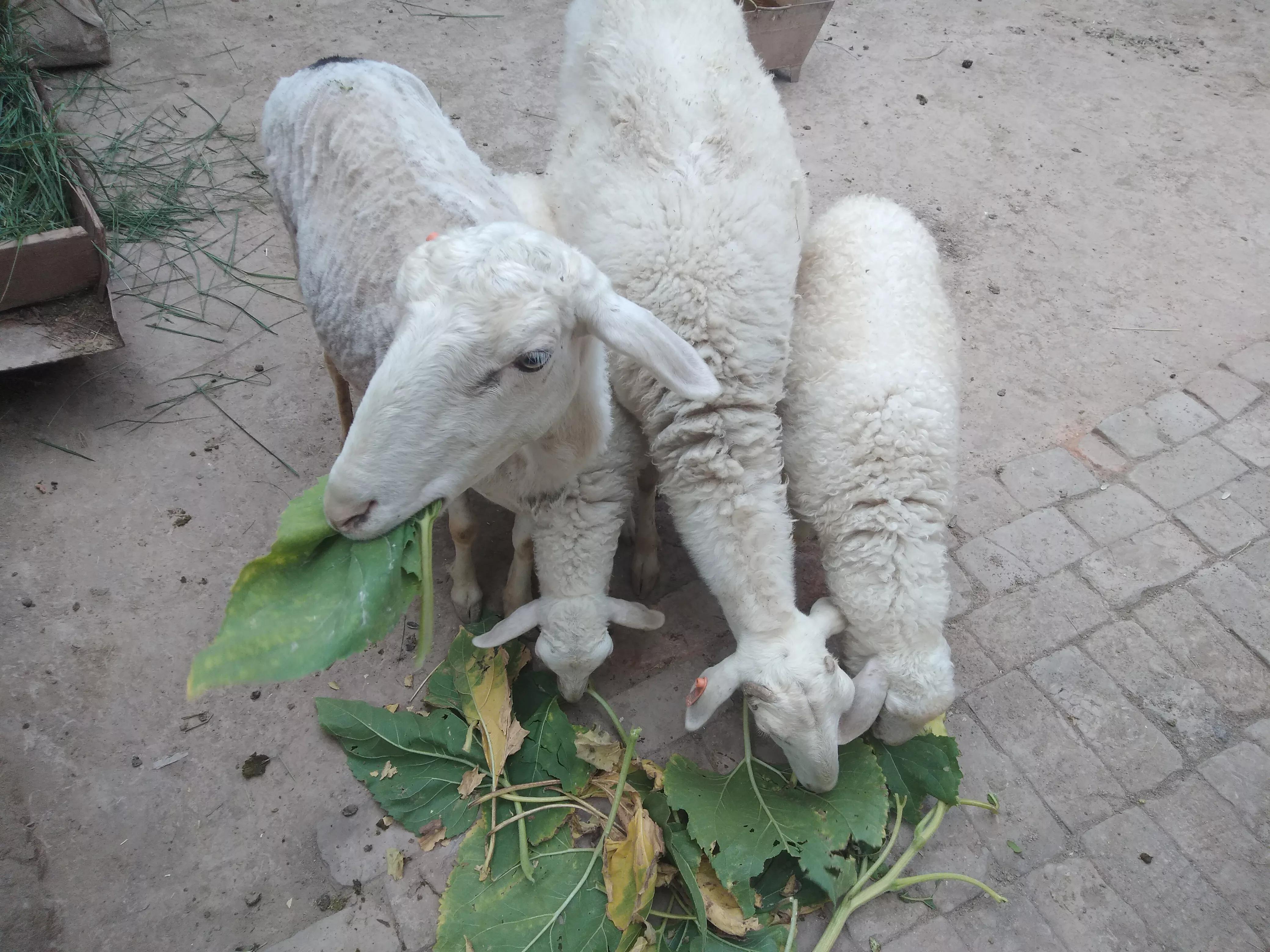 养羊十大关键技术知识,想养羊买什么样的羊更省钱更赚钱