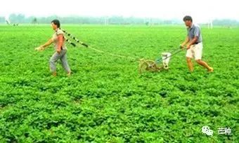 花生高产栽培技术视频,种花生到收花生的所有过程