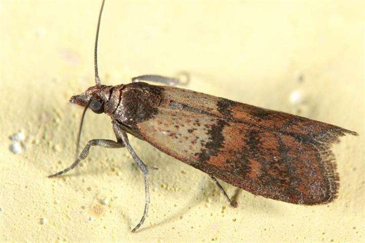 大米生虫了怎样驱虫小妙招,怎么防止大米里生飞蛾