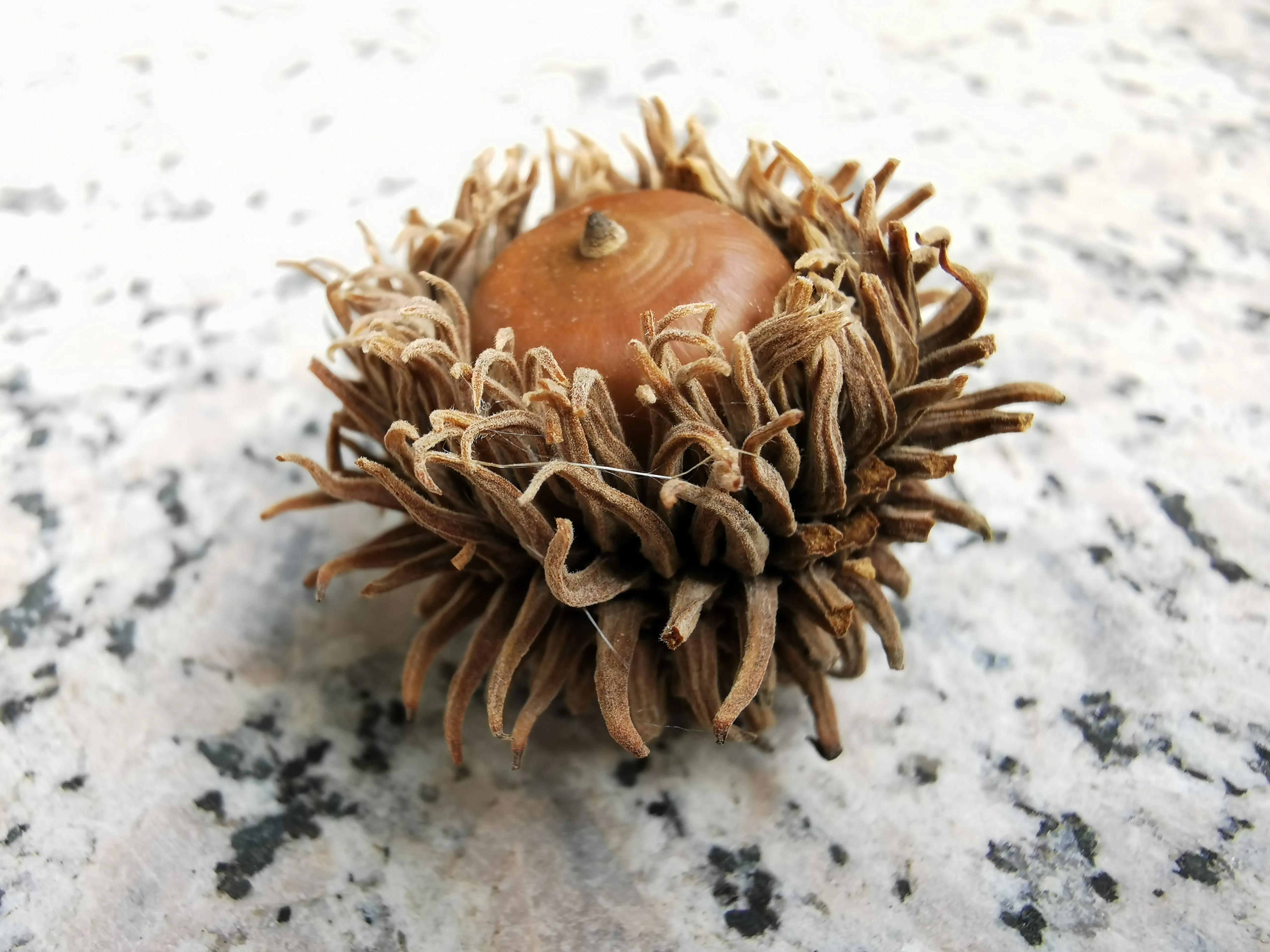 青岛崂山石老人观光园免门票吗,青岛石老人观光园景点图片