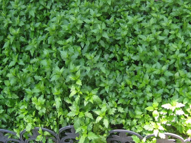 农村什么野菜好吃又清热,入冬了农村还有这种野菜可以吃