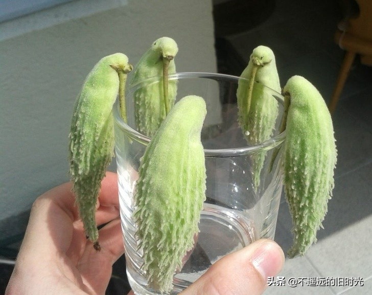 40张你不敢相信自己的眼睛的照片,10张让人怀疑眼睛的图片