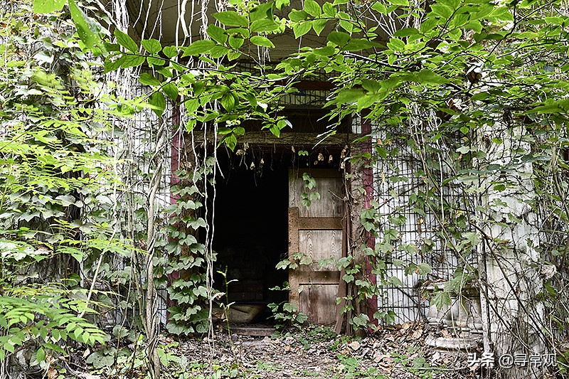 探秘重庆被人遗忘的废墟,被植物吞噬的小区