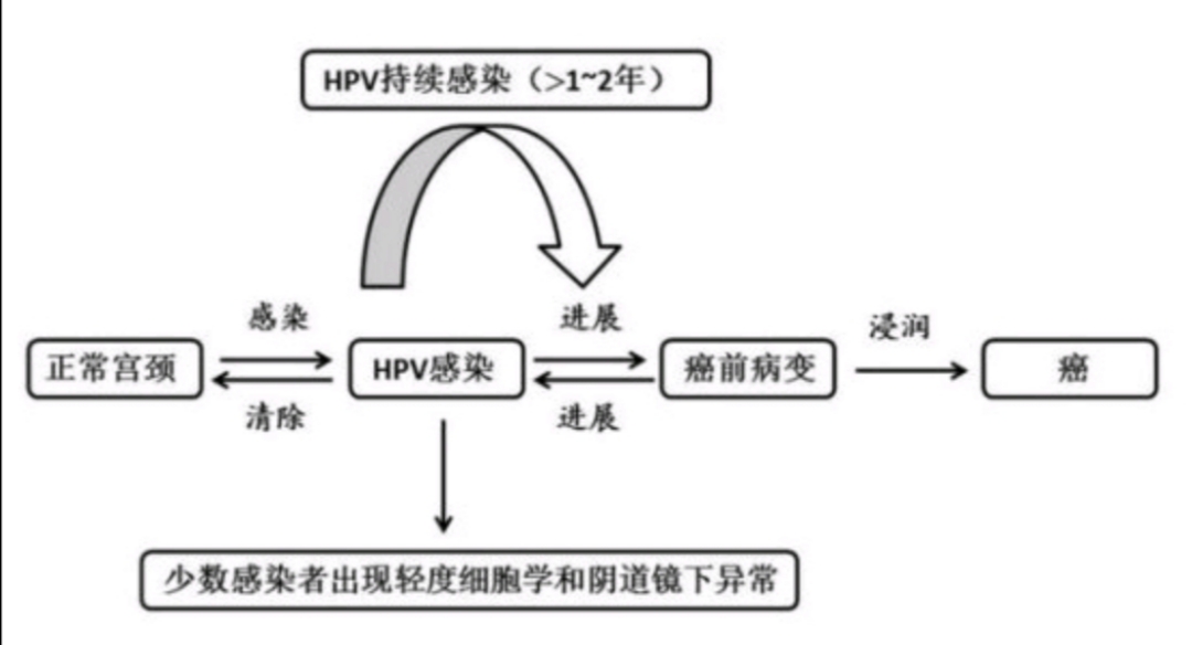 女性体检hpv阳性的会得癌症吗,女性hpv11阳性会自愈吗