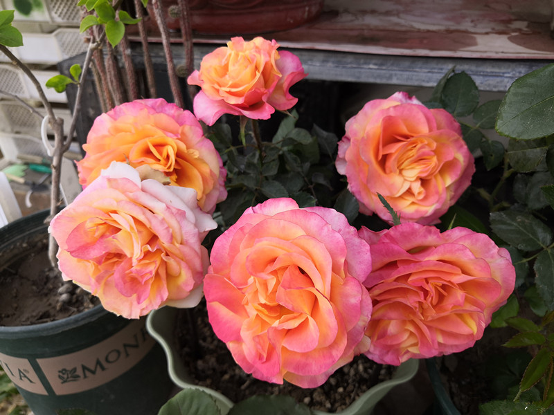 艾帕索月季和朱丽叶哪个值得买,和室月季和艾帕索月季哪个好养