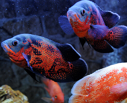 地图鱼如何繁殖,黑地图鱼繁殖吗