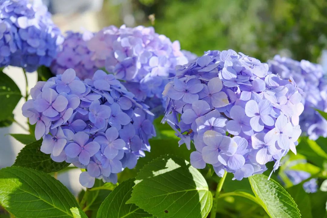 夏天被紫外线晒伤怎么办,夏天植物晒伤了怎么办