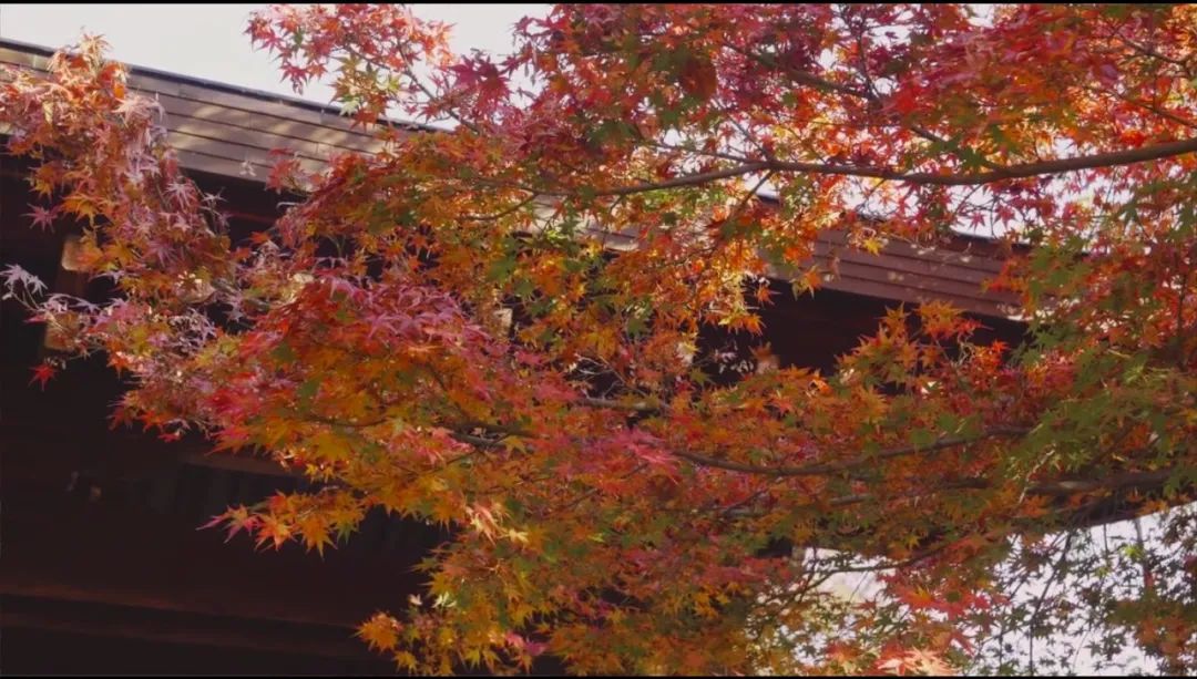 全网公认0差评的四部电影,被豆瓣低估的六部电影