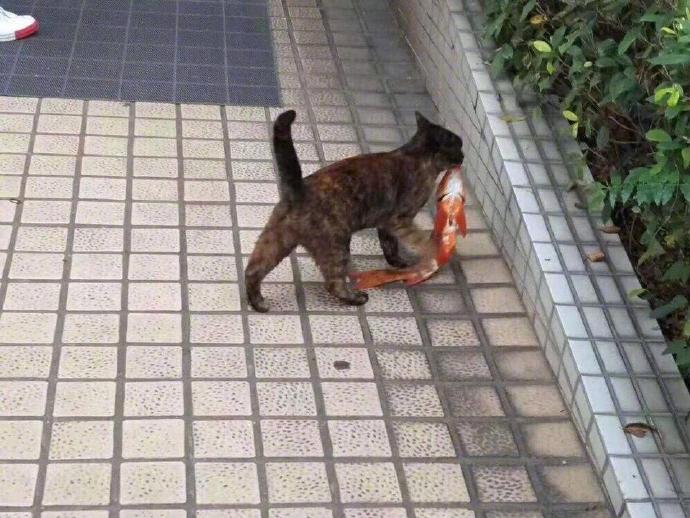 家门口多出一条锦鲤，女子很纳闷，观察几天发现送鱼的竟是流浪猫