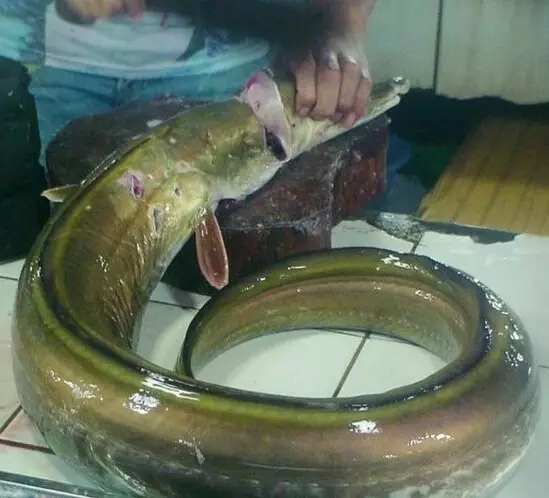 史上最全面的海鲜大咖,史上最全海鲜视频