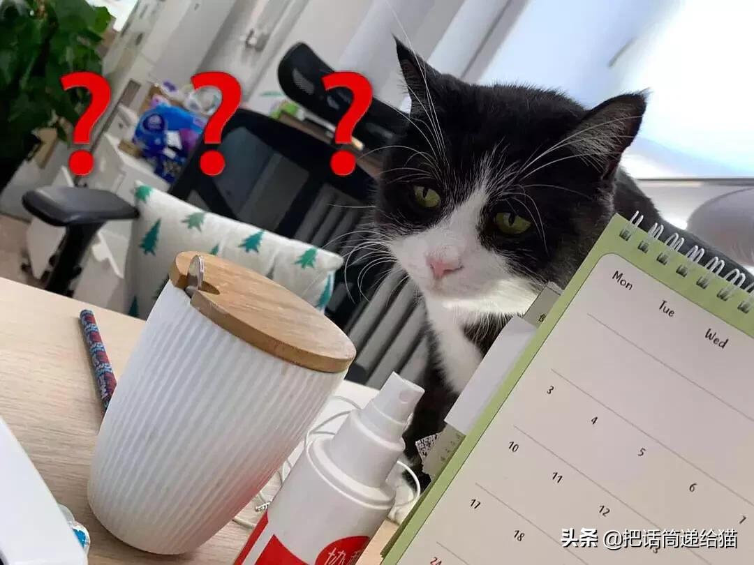 猫故事书籍,猫故事小说