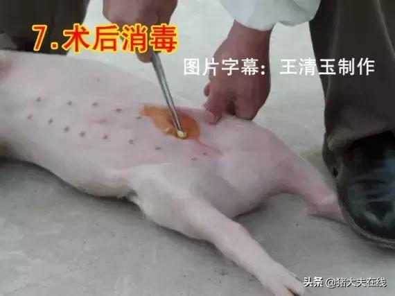 小母猪去势步骤照片和文字详解