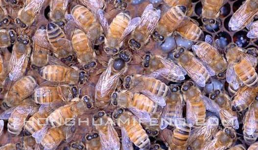 雄蜂精子怎么保存,中蜂精子储存