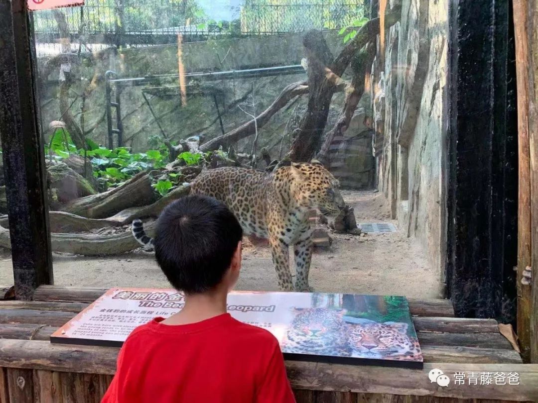 过年去珠海长隆海洋王国游玩攻略,广州长隆欢乐世界带娃一日游攻略