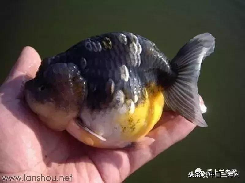 生命力最大的金鱼品种有哪些,十大最好的金鱼品种