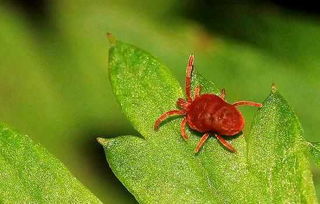 *疆新**核桃常见病虫害防治之研究，掌握此类知识，种出优质核桃