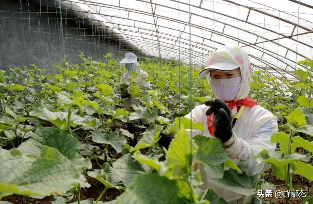 马云说未来农村致富好项目,马云预言农村未来三个行业最赚钱