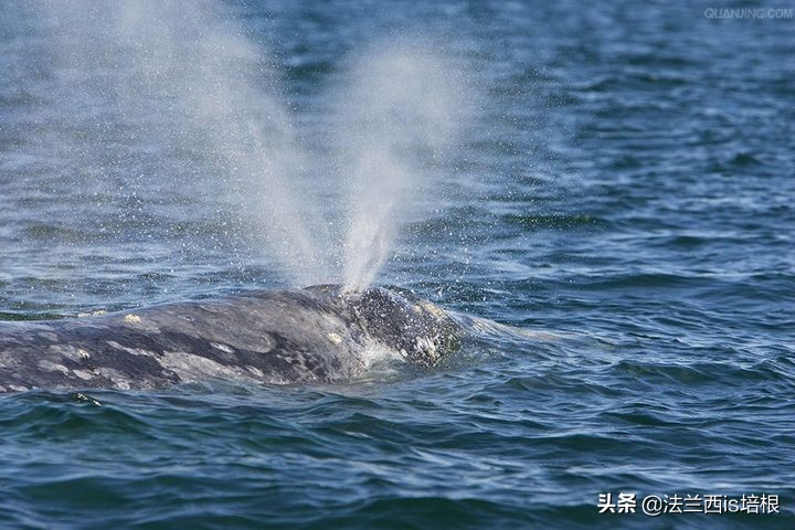 猫咪会动小鸟吗,猫咪会欠揍吗