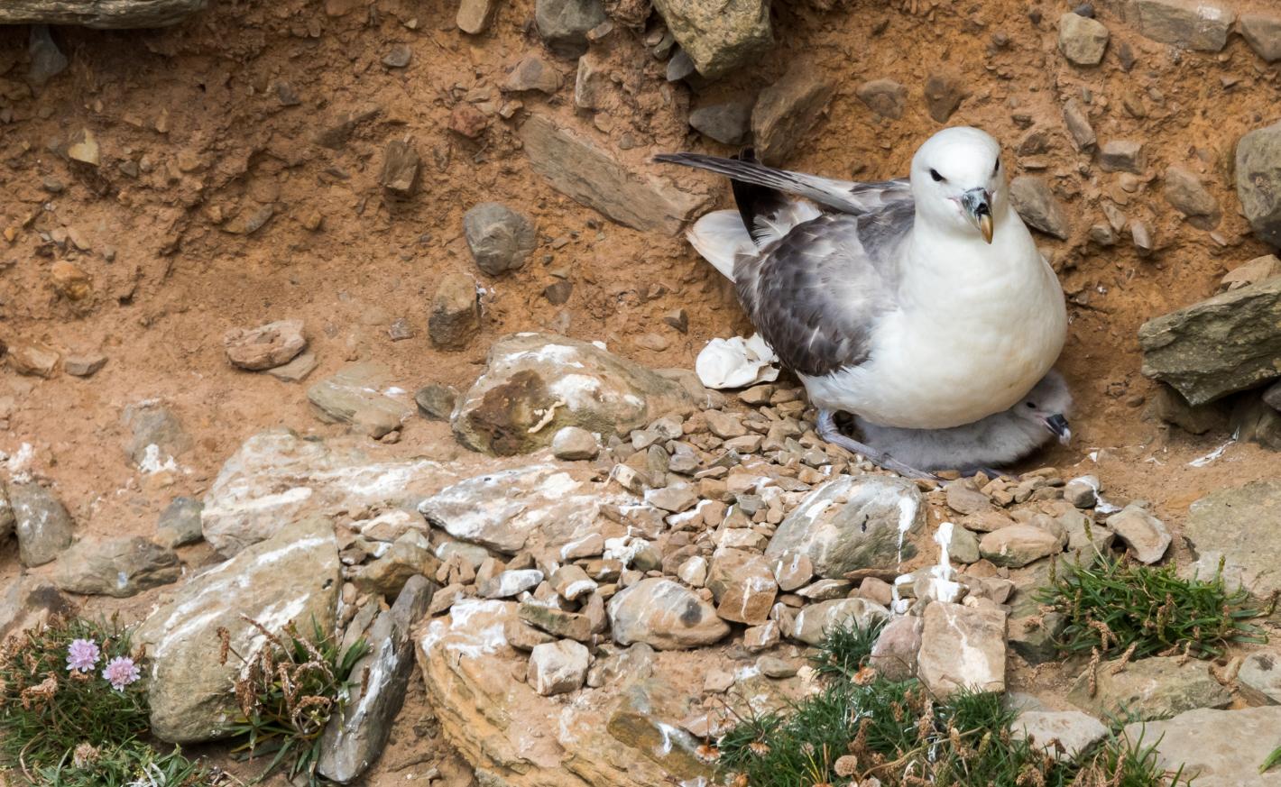 会喷毒液的鸟,会喷臭液的昆虫