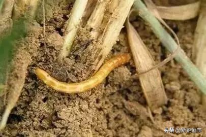 甜糯玉米各时期的病虫害,玉米苗期常见病虫害有哪些