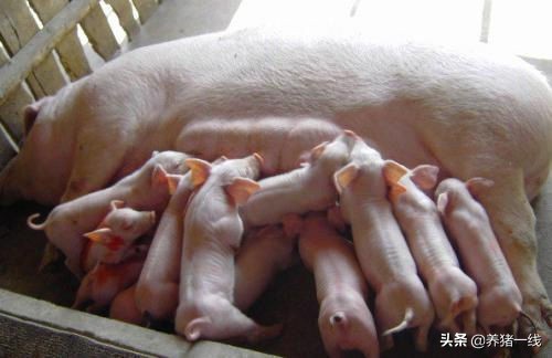 母猪产后无乳怎么办？母猪产后催奶的20个偏方