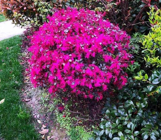 红花檵木的养护方法照片,常见与红花檵木搭配的绿色植物