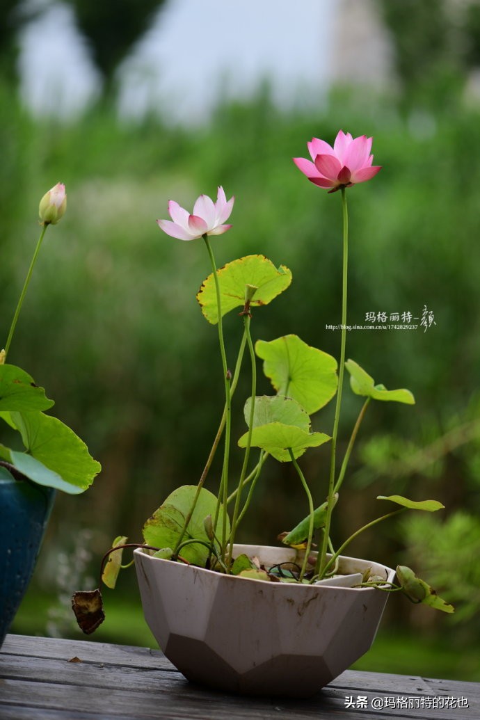 种碗莲要注意的几点,碗莲需要重复种植吗